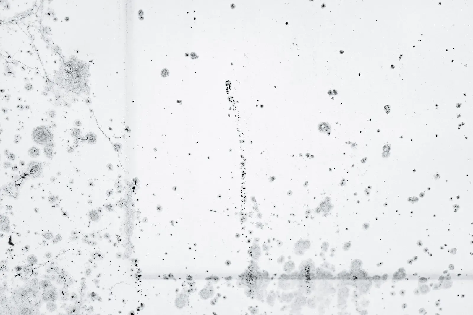 Close-up of dark mold spots spreading across a white painted surface